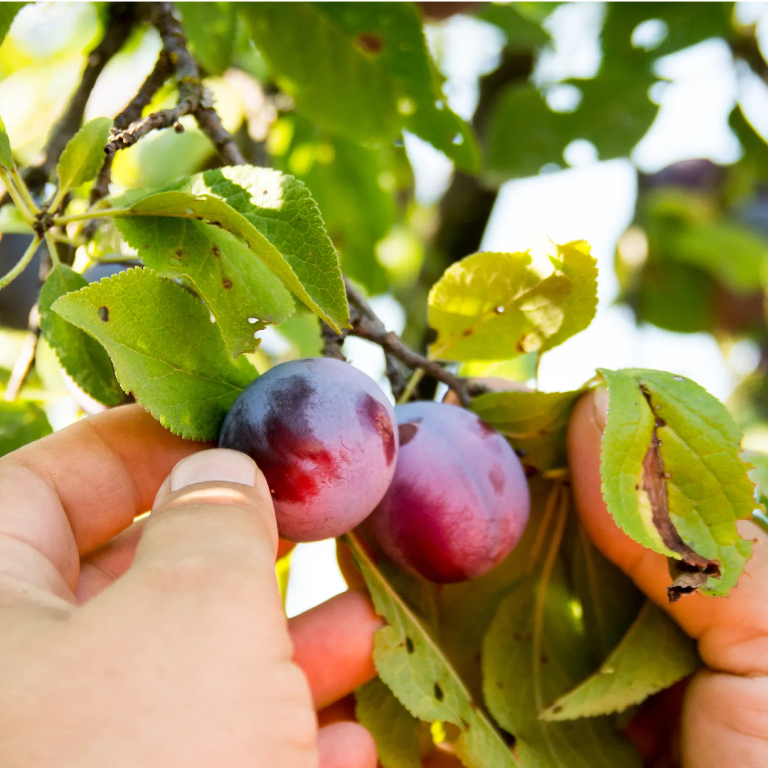 Biotta Plum luumumehu 6 x 500 ml luomu