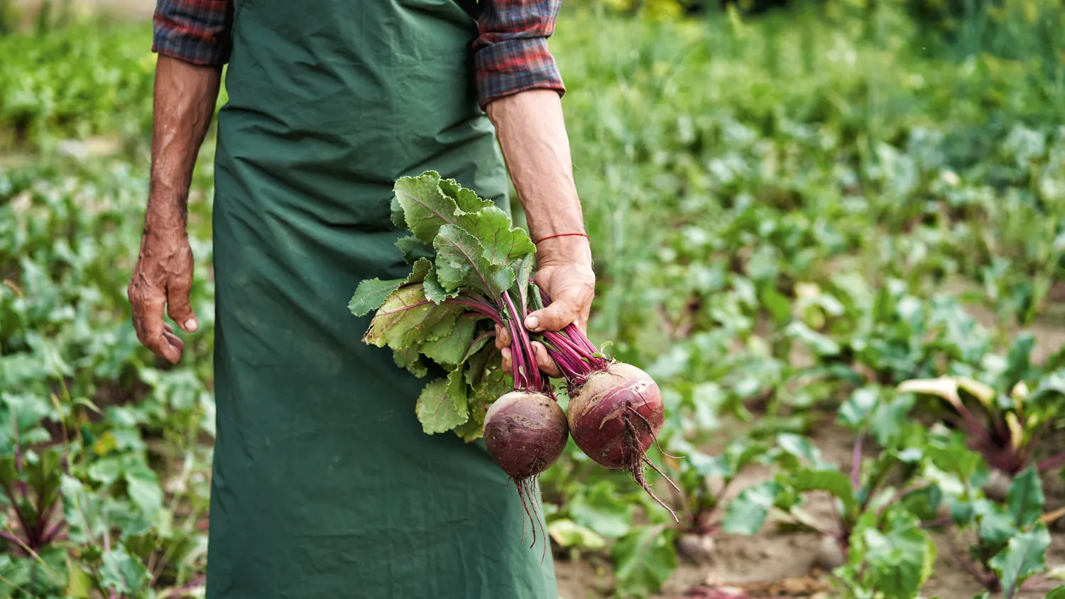 Biotta Beetroot punajuurimehu 6 x 500 ml luomu