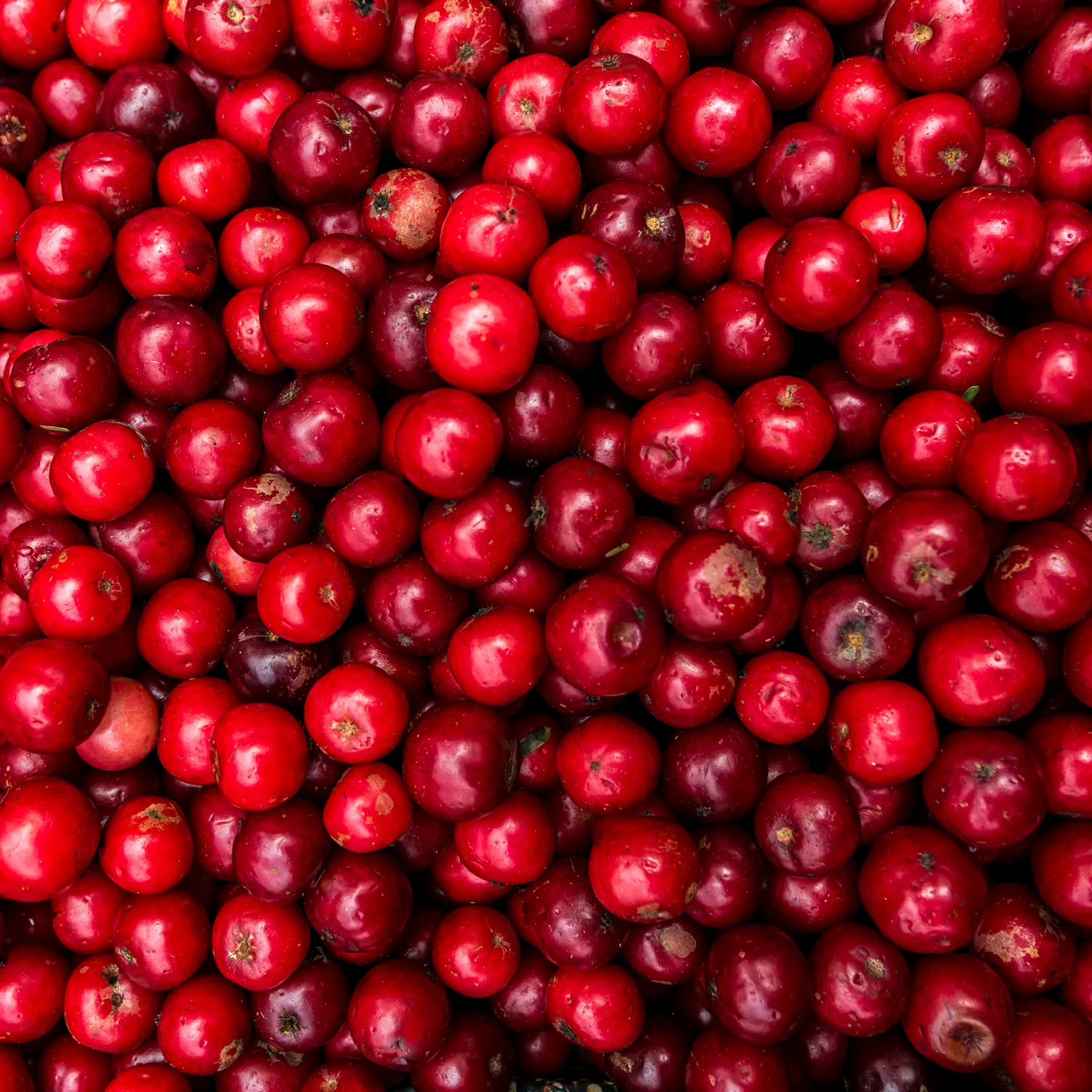 Biotta Lingonberry Plus puolukkanektari